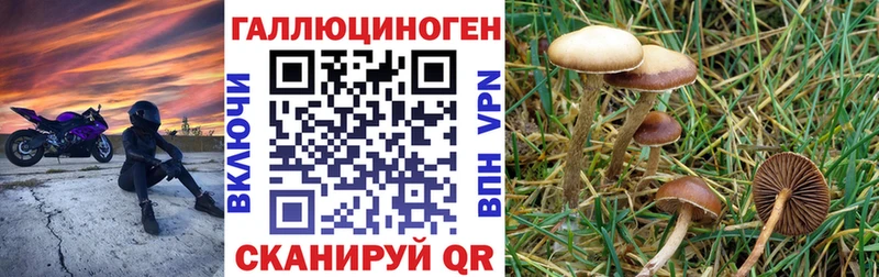 Псилоцибиновые грибы GOLDEN TEACHER  Купить закладки  Похвистнево 